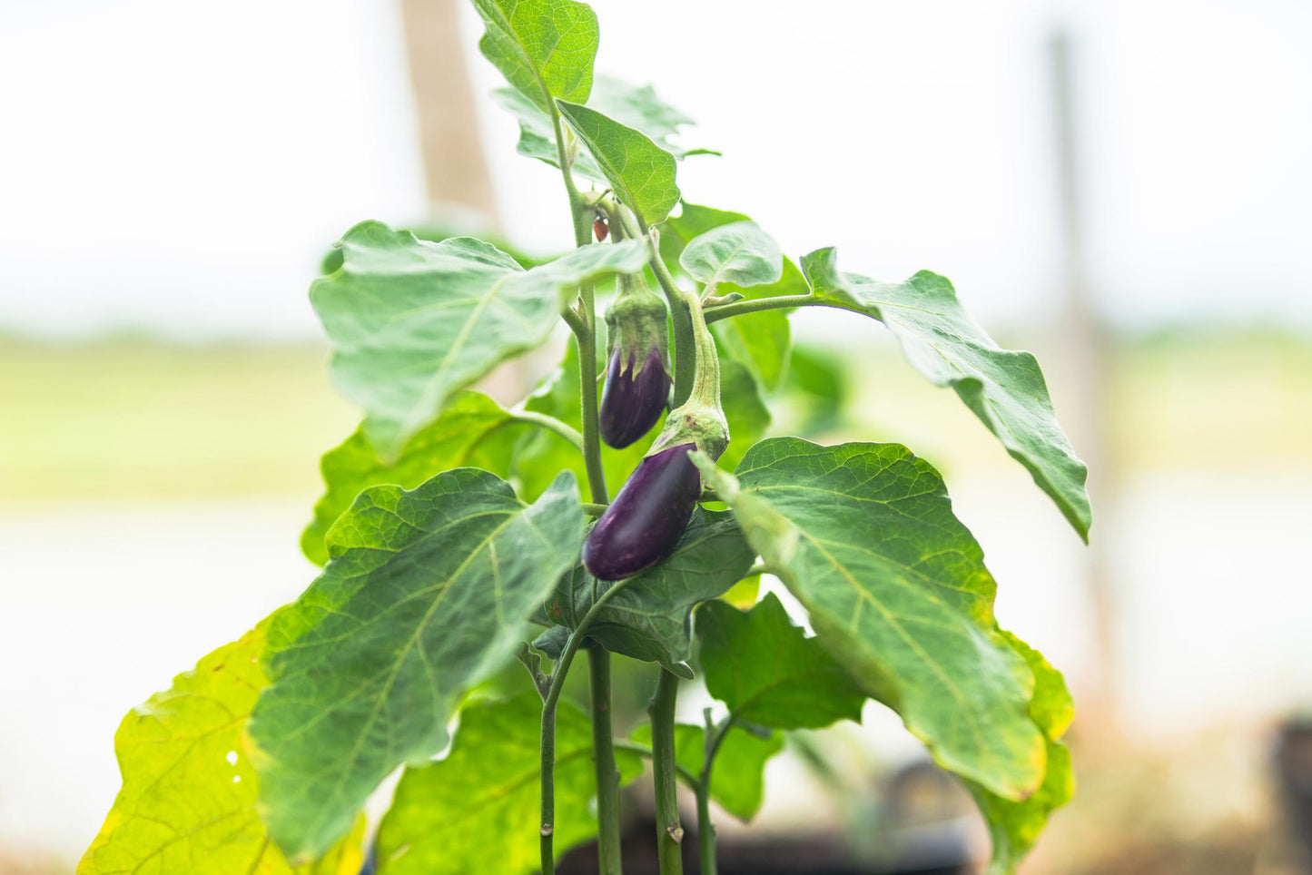 Midnight Silk Asian Eggplant Seeds Premium Non-GMO Tender Garden Variety