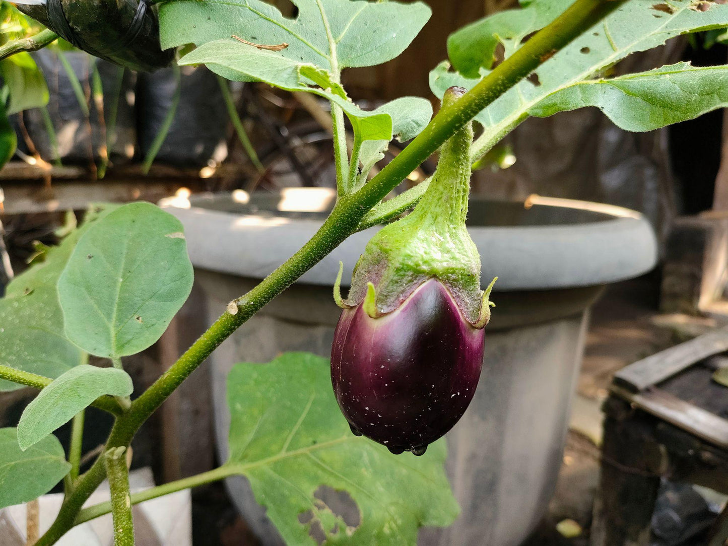 Midnight Silk Asian Eggplant Seeds Premium Non-GMO Tender Garden Variety