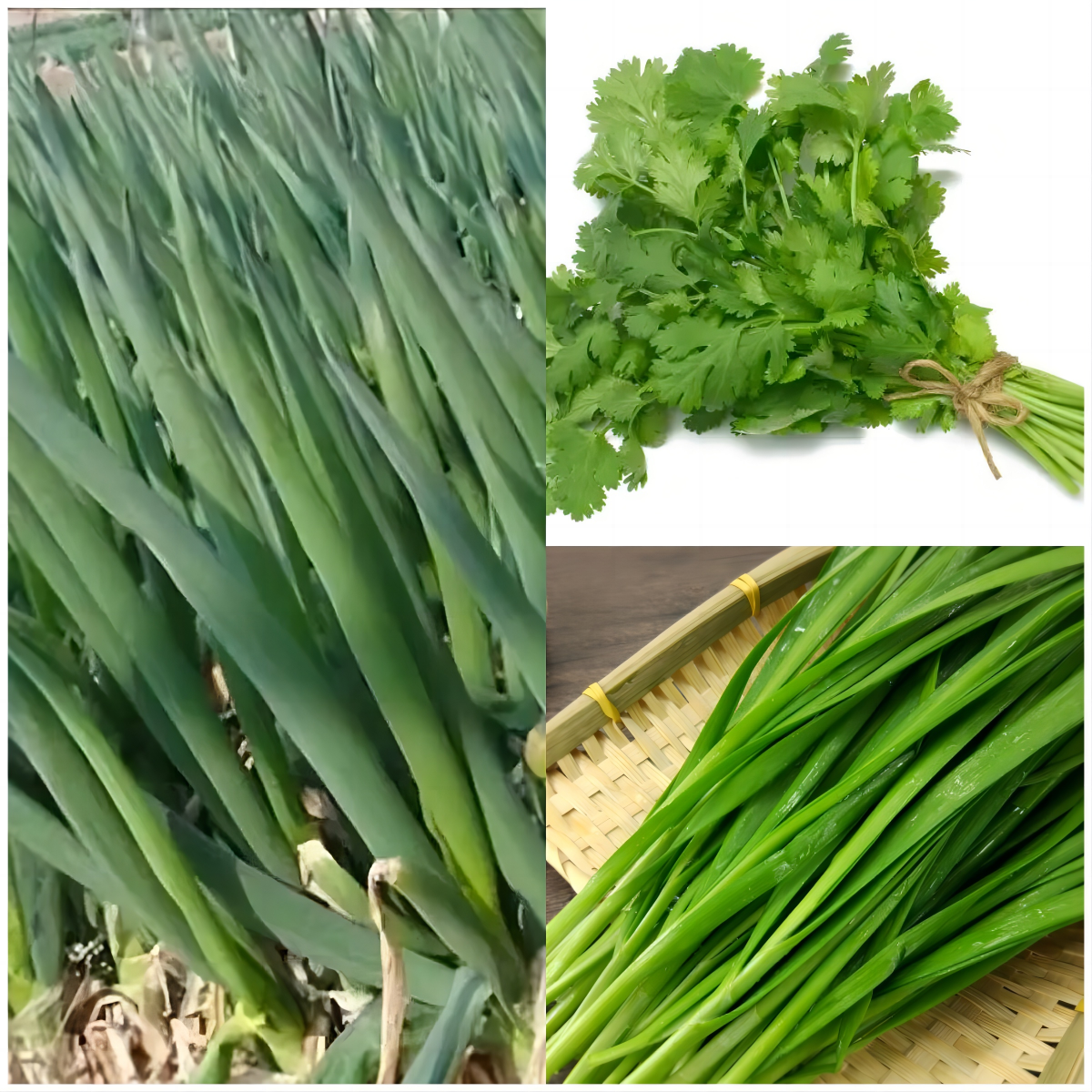 29 Varieties Atlas Vegetable Seeds Survival Garden Kit - Over 35000 Seeds