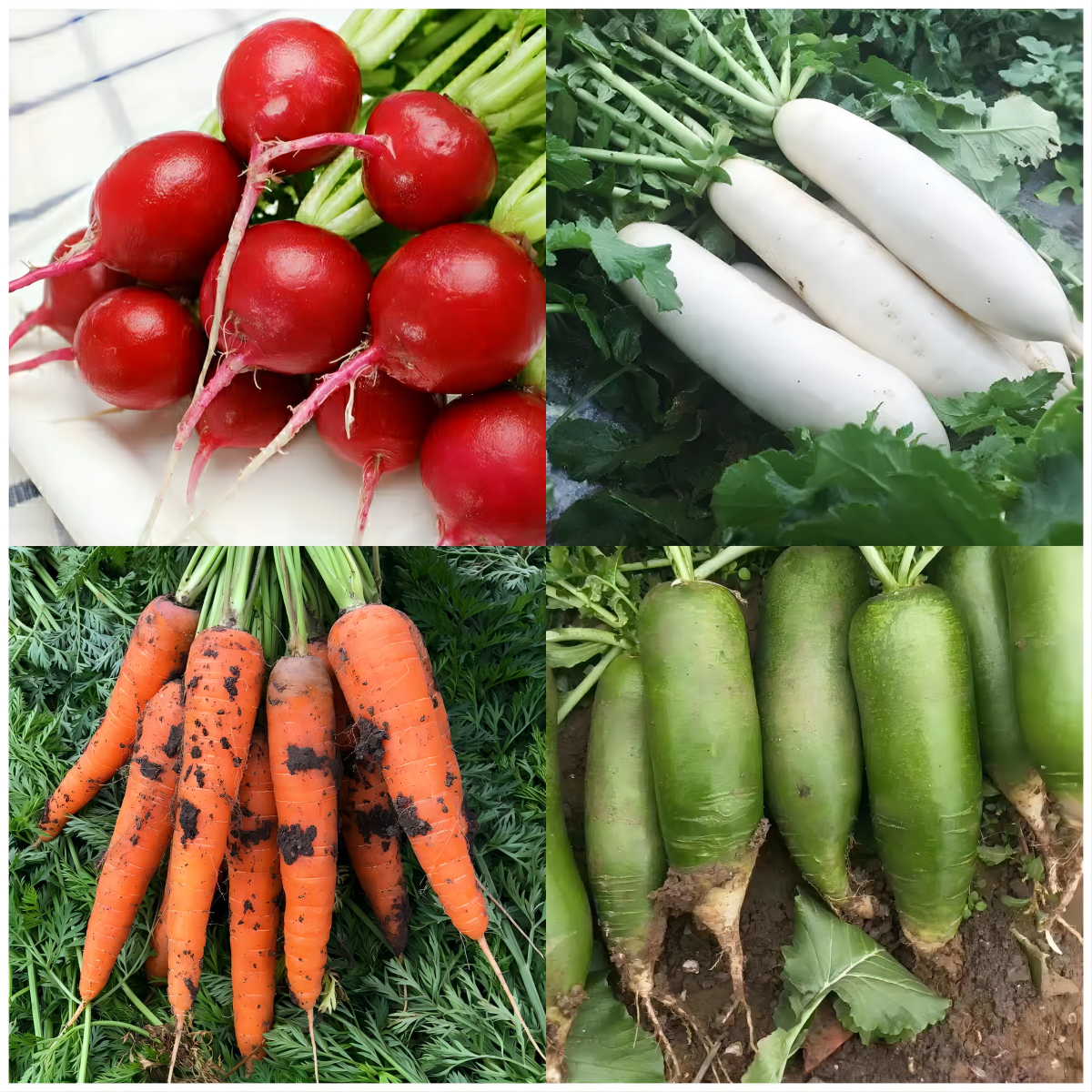 29 Varieties Atlas Vegetable Seeds Survival Garden Kit - Over 35000 Seeds