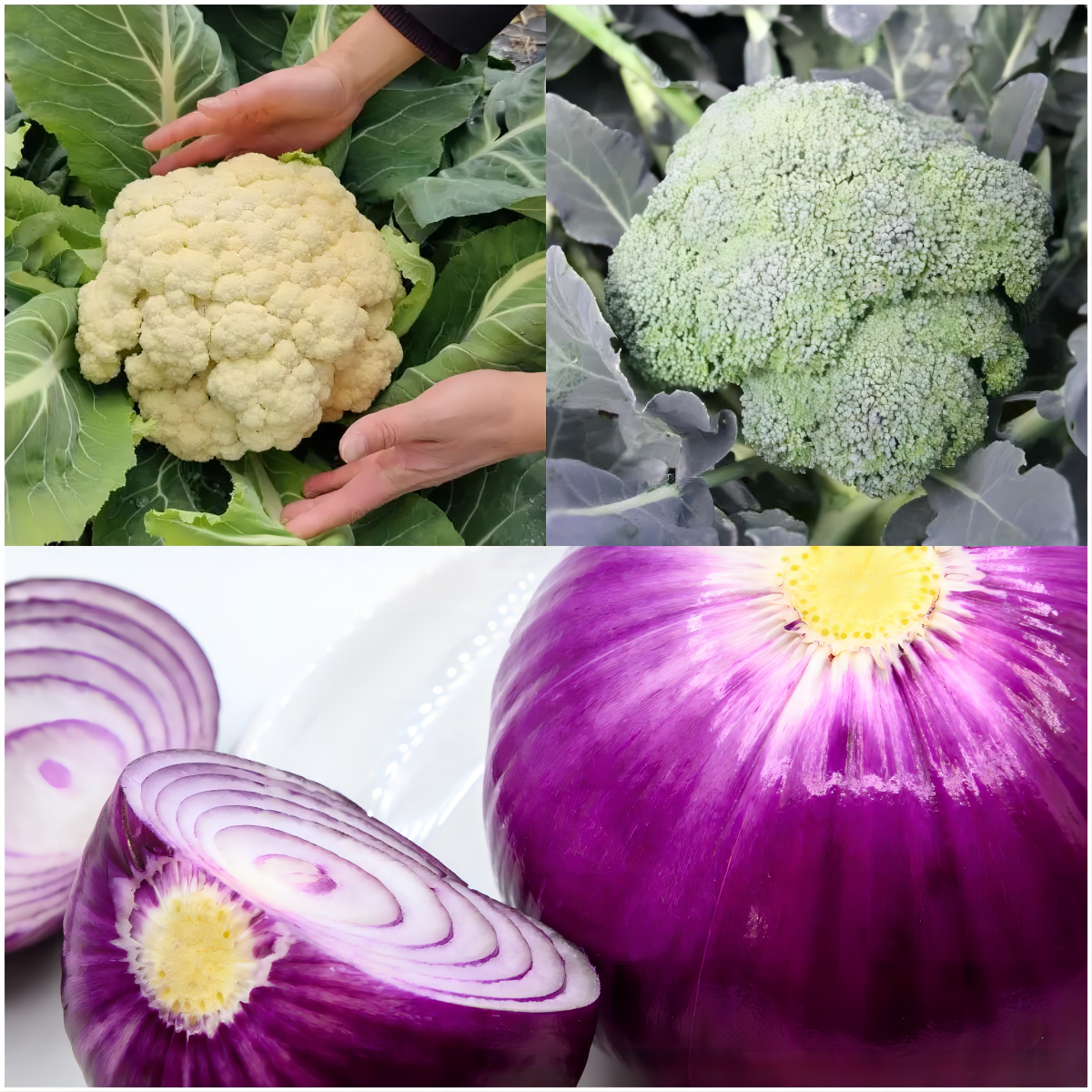 29 Varieties Atlas Vegetable Seeds Survival Garden Kit - Over 35000 Seeds