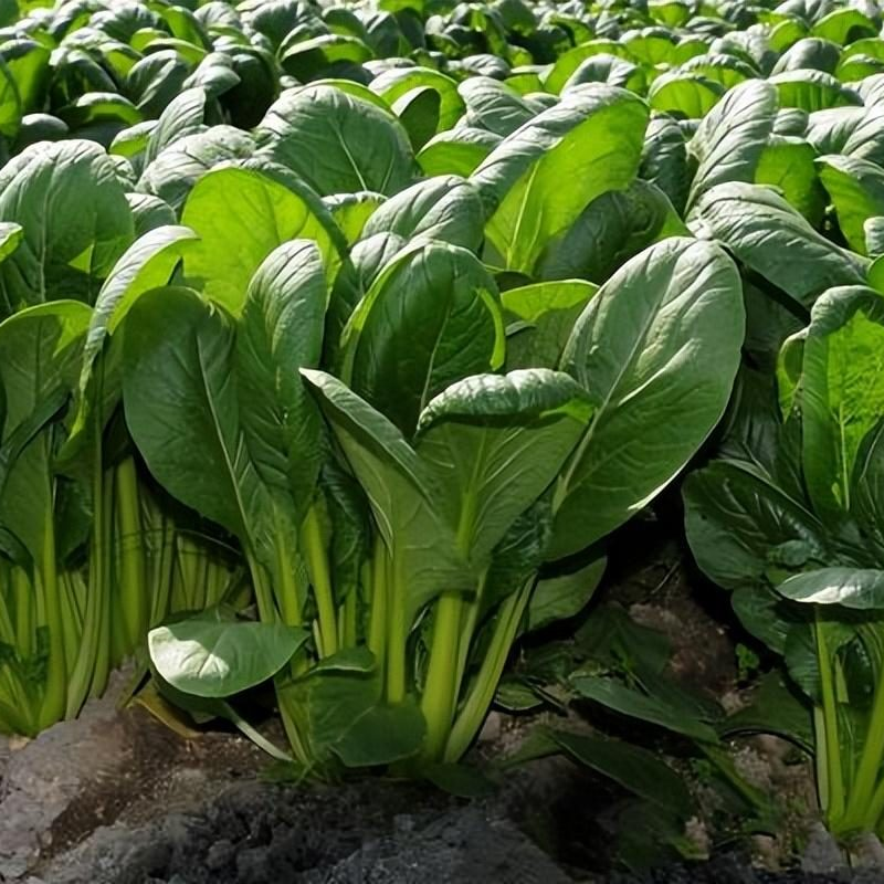 29 Varieties Atlas Vegetable Seeds Survival Garden Kit - Over 35000 Seeds
