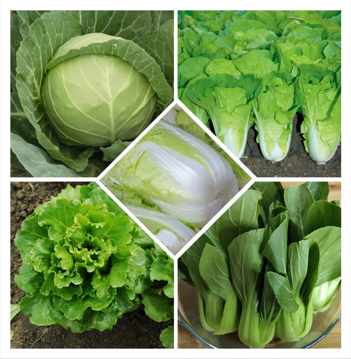 29 Varieties Atlas Vegetable Seeds Survival Garden Kit - Over 35000 Seeds