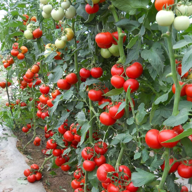 Giant Red Tomato Seeds 200+ Non-GMO Big Juicy High Yield Garden