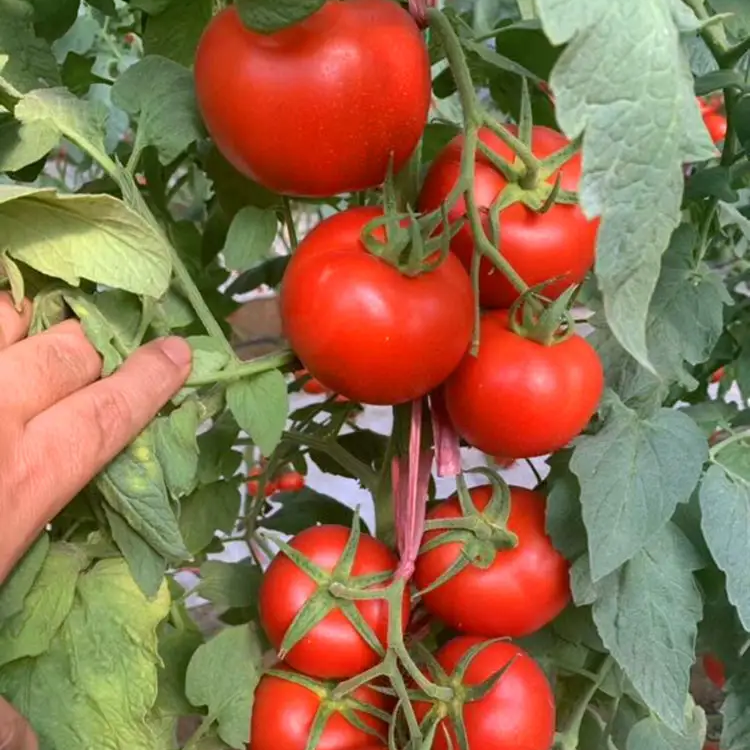 Giant Red Tomato Seeds 200+ Non-GMO Big Juicy High Yield Garden