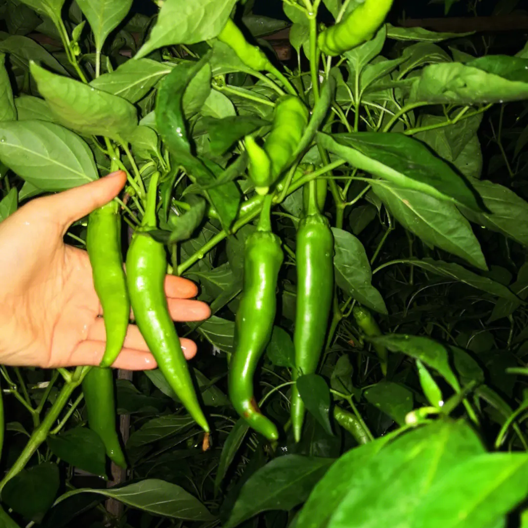 Long Green Chili Pepper Seeds 100+ Non-GMO Spicy High Yield Garden