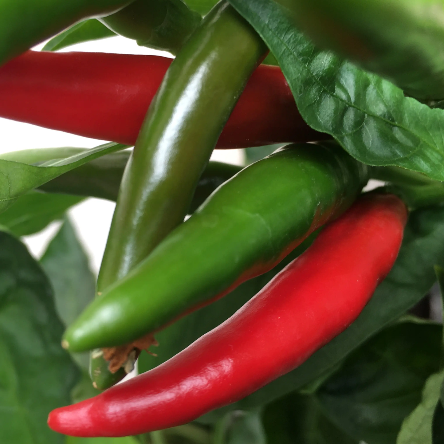 Long Green Chili Pepper Seeds 100+ Non-GMO Spicy High Yield Garden
