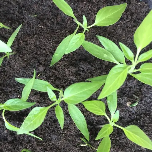 Long Green Chili Pepper Seeds 100+ Non-GMO Spicy High Yield Garden