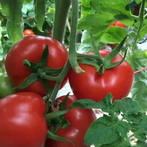 Giant Red Tomato Seeds 200+ Non-GMO Big Juicy High Yield Garden