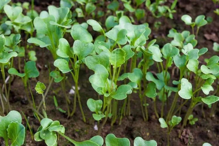 Snow Pearl Turnip Seeds Sweet White Non-GMO Easy Grow High Yield