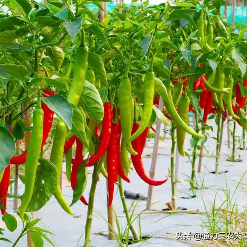 Long Green Chili Pepper Seeds 100+ Non-GMO Spicy High Yield Garden
