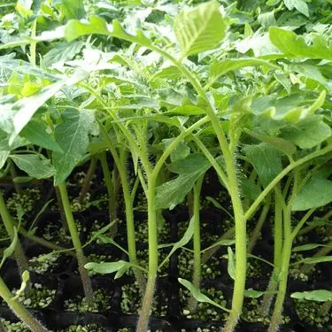 Giant Red Tomato Seeds 200+ Non-GMO Big Juicy High Yield Garden