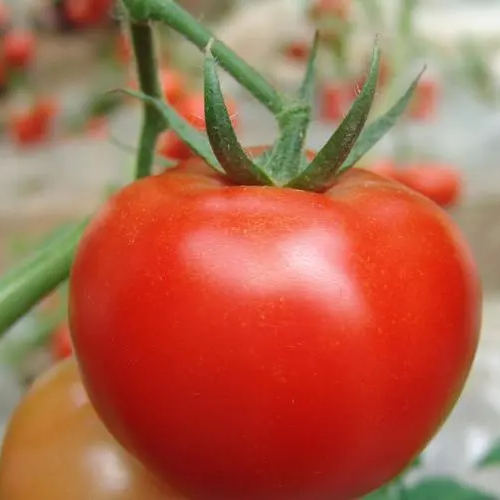 Giant Red Tomato Seeds 200+ Non-GMO Big Juicy High Yield Garden