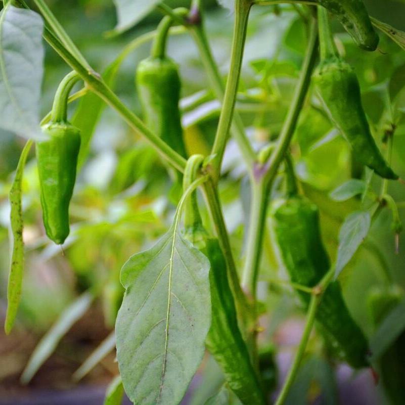 Long Green Chili Pepper Seeds 100+ Non-GMO Spicy High Yield Garden