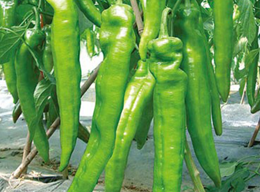 Xianjiao 7261 Pointed Chilli Seeds