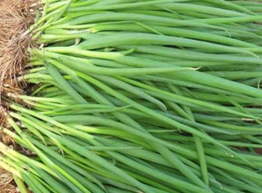 Xixiangcong Chive & Bunching Onion Seeds