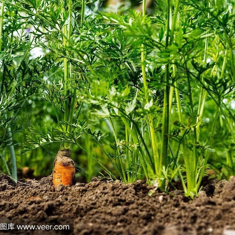 NutriSweet Carrot Seeds – Non-GMO Sweet Garden Carrots 1000+ Seeds
