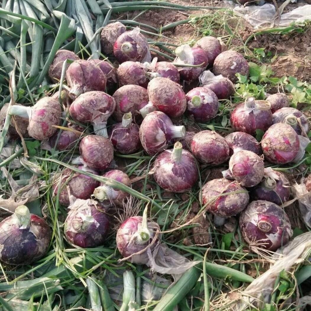 Ruby Sweet Red Onion Seeds Non-GMO Crisp Garden Favorite