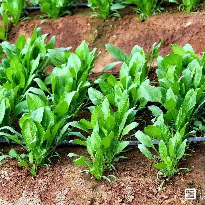 Spinach Seeds Non-GMO Fast Growing Tender Leaves Easy Garden