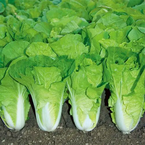 Green Star Pak Choi Seeds 300+ Non-GMO Sweet Crisp Fast Growing High Yield