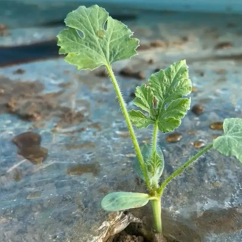Sweet Tiger Baby Watermelon Seeds Non-GMO Ultra Sweet Easy Grow