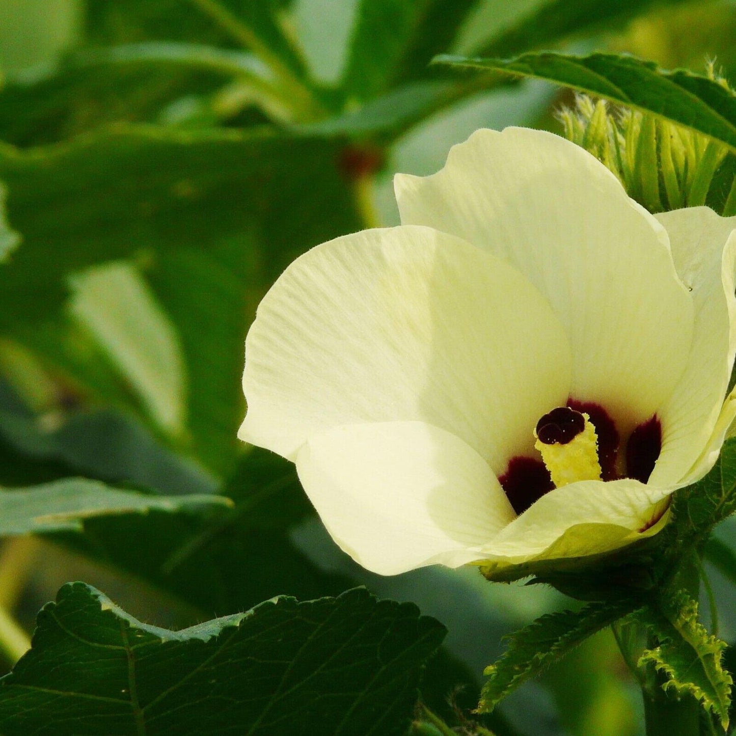 Emerald Slim Okra Seeds Tender Non-GMO Garden Favorite
