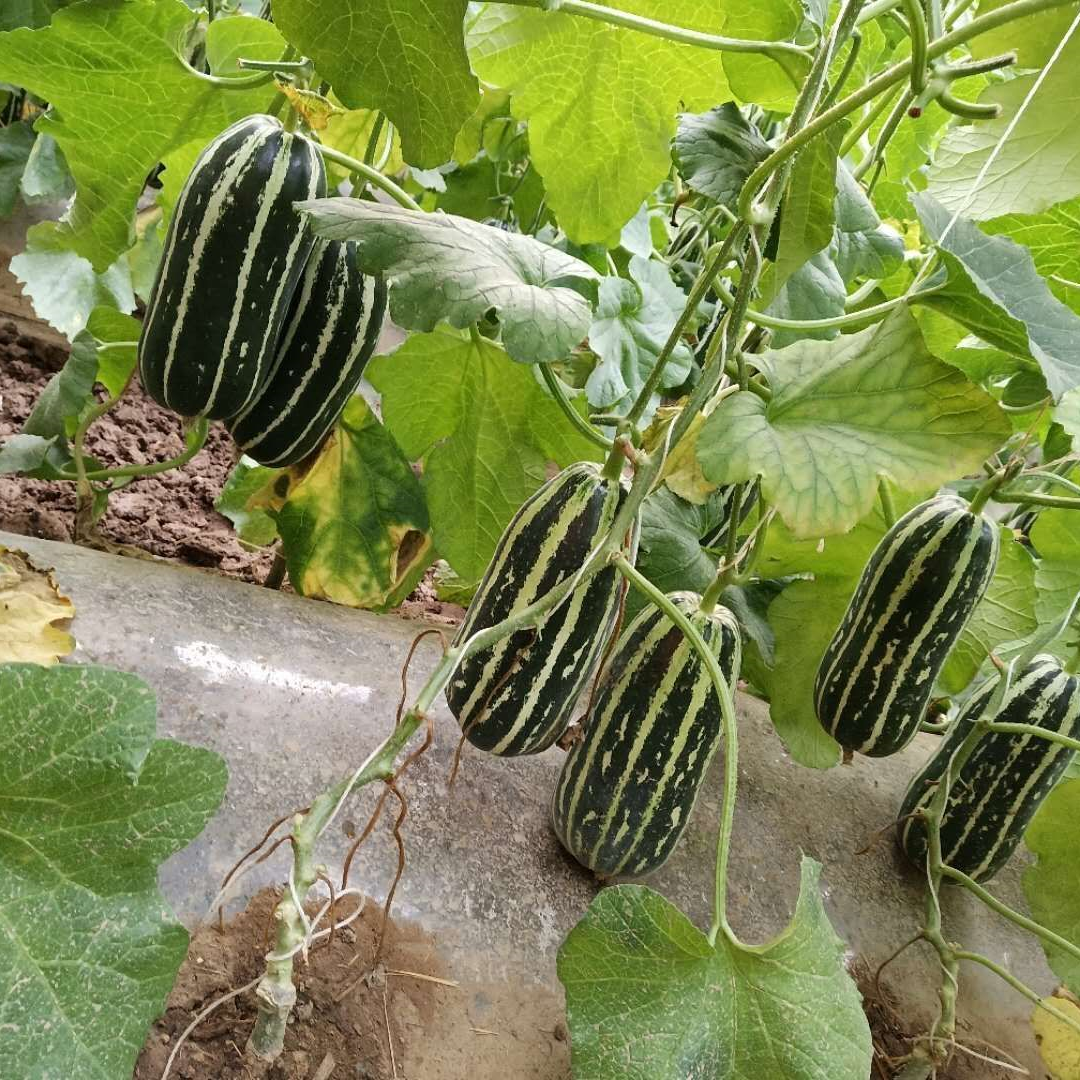 Crisp Sweet Melon Seeds Non-GMO Garden Fruit High Yield Easy Grow