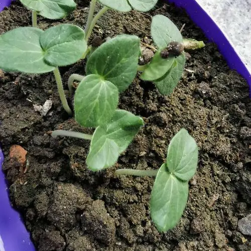 Emerald Slim Okra Seeds Tender Non-GMO Garden Favorite