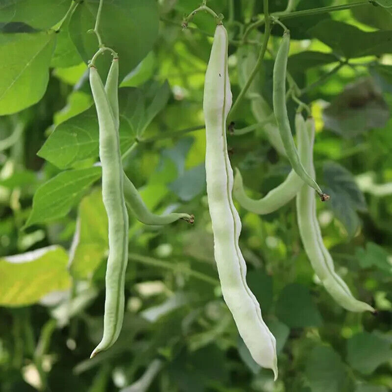 Ivory Silk Garden Beans HighYield Non-GMO Seeds
