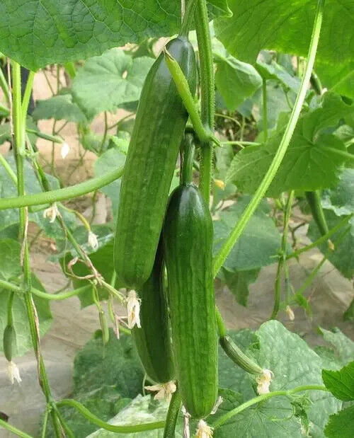 Emerald Crunch F1 Snack Cucumber Seeds Burpless Sweet High Yield