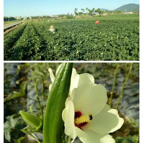 Emerald Slim Okra Seeds Tender Non-GMO Garden Favorite