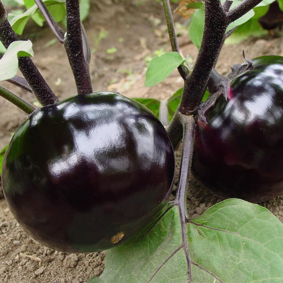 150+ Eggplant Seeds Black Round Heirloom Non-GMO Sweet Tender High Yield