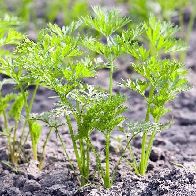 NutriSweet Carrot Seeds – Non-GMO Sweet Garden Carrots 1000+ Seeds
