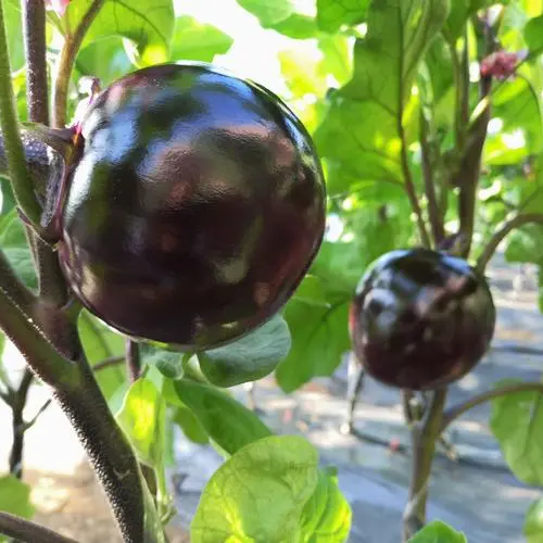 150+ Eggplant Seeds Black Round Heirloom Non-GMO Sweet Tender High Yield