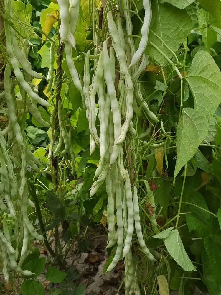 Ivory Silk Garden Beans HighYield Non-GMO Seeds