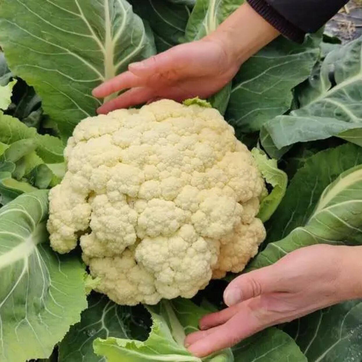 Cauliflower Seeds  Non-GMO Heirloom Large Head Easy Grow High Yield