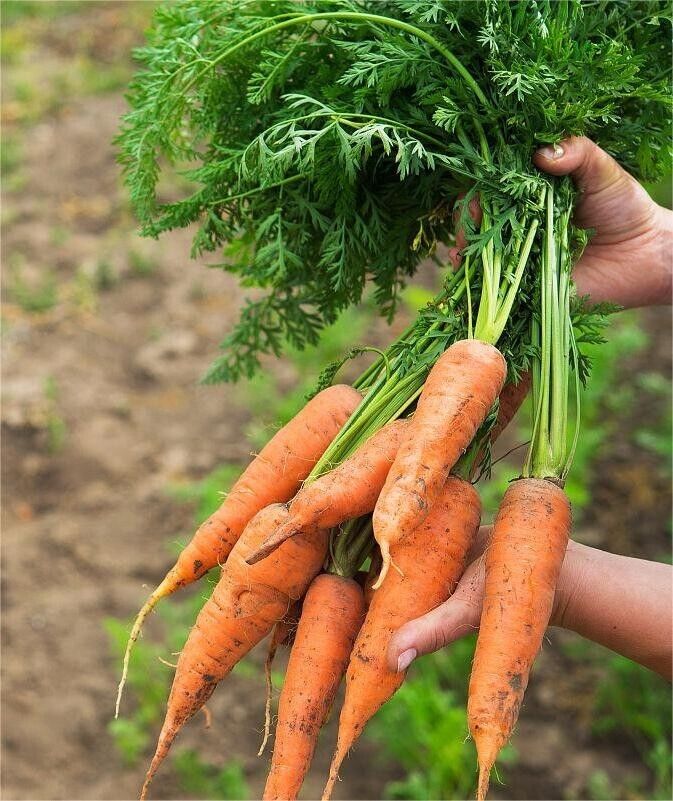 NutriSweet Carrot Seeds – Non-GMO Sweet Garden Carrots 1000+ Seeds