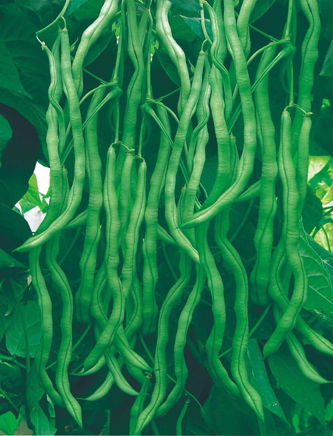 Stringless Yardlong Bean Seeds ender Non-GMO Vegetable Garden Variety