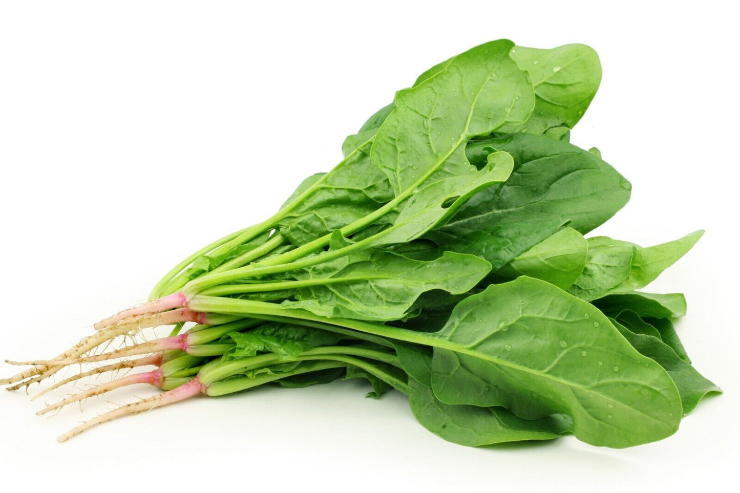 Spinach Seeds Non-GMO Fast Growing Tender Leaves Easy Garden