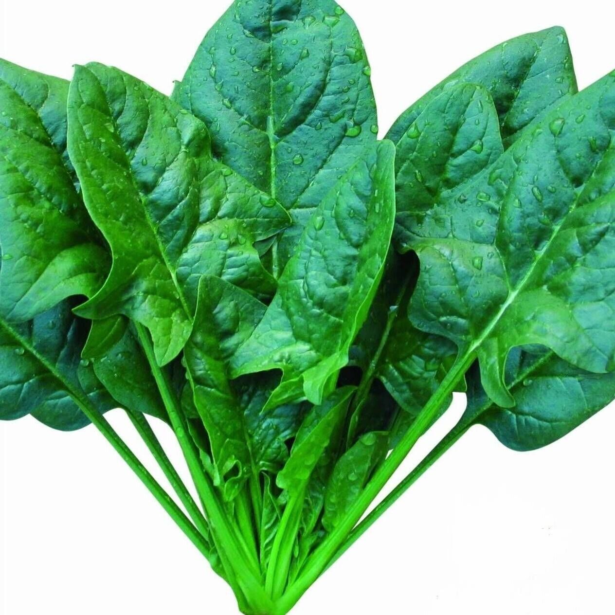 Spinach Seeds Non-GMO Fast Growing Tender Leaves Easy Garden
