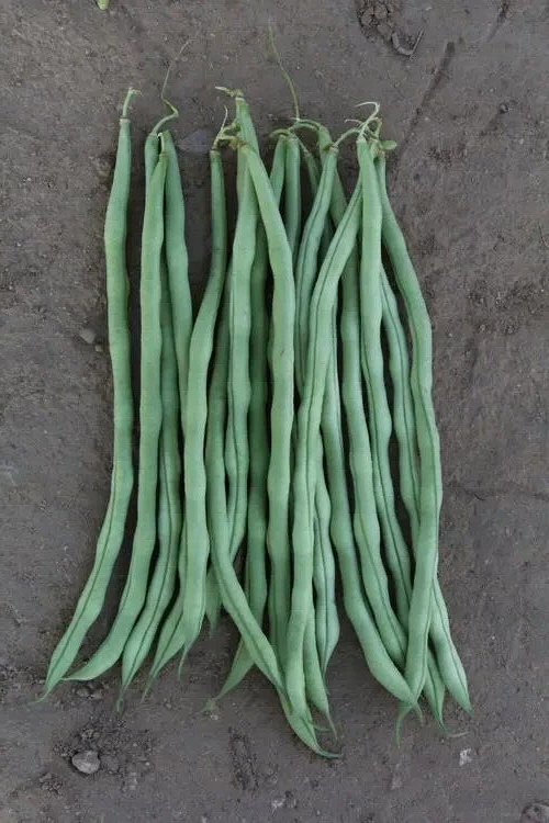 Yardlong Bean Seeds Emerald Ribbon Non-GMO Long Pod High Yield