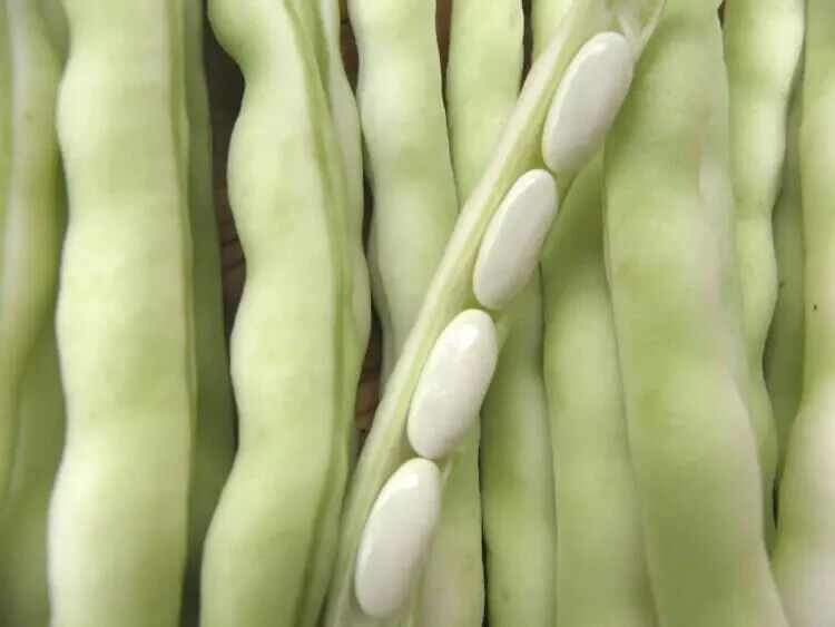 Ivory Silk Garden Beans HighYield Non-GMO Seeds