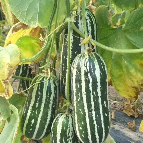 Crisp Sweet Melon Seeds Non-GMO Garden Fruit High Yield Easy Grow