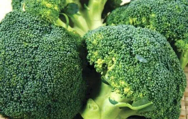 Merald Crown Broccoli Seeds Non-GMO Large Heads EasyGrow