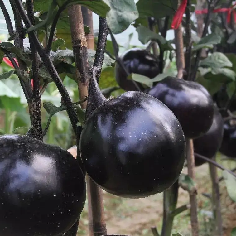 150+ Eggplant Seeds Black Round Heirloom Non-GMO Sweet Tender High Yield