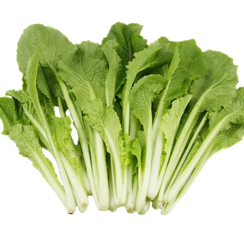 Green Star Pak Choi Seeds 300+ Non-GMO Sweet Crisp Fast Growing High Yield