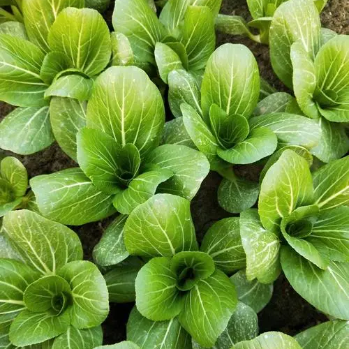 Sweet Emerald Baby Bok Choy – Fast Growing Non-GMO Seeds