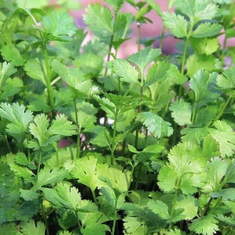 Cilantro Coriander Seeds Non-GMO Fresh Herb Easy Grow