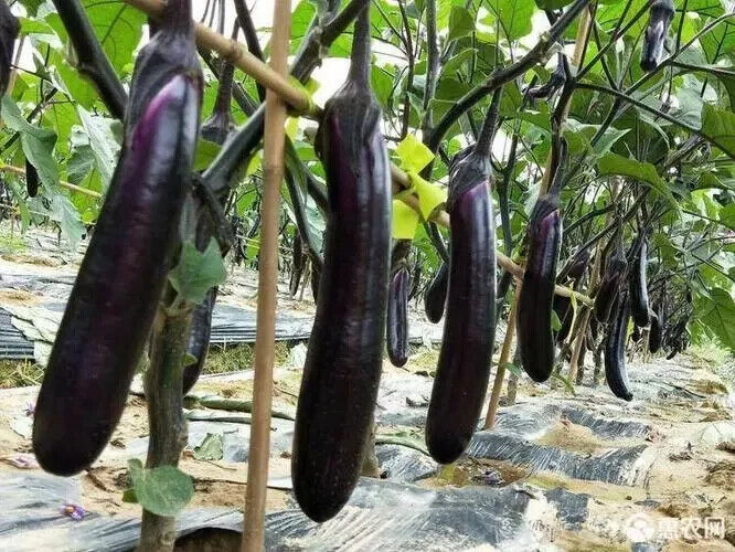Midnight Velvet Long Eggplant Seeds Non-GMO Asian High Yield