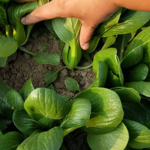 Sweet Emerald Baby Bok Choy – Fast Growing Non-GMO Seeds